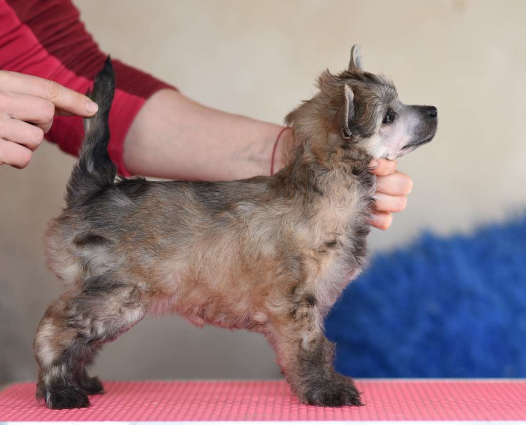 Hillary iz Sozvezdiya Khana