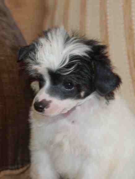 Bordercreek Mighty Nice