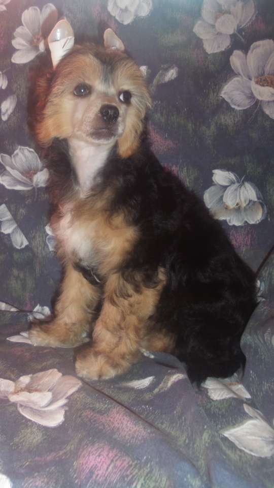 Shlyahetski Gonar De Luna