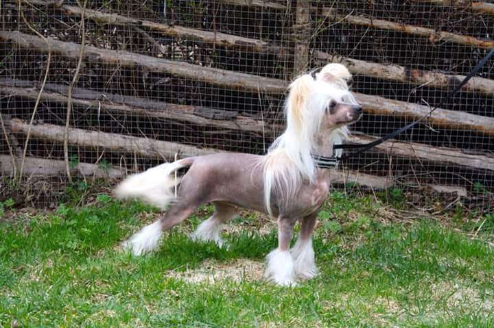 Tournais Do The Dance With No Pants