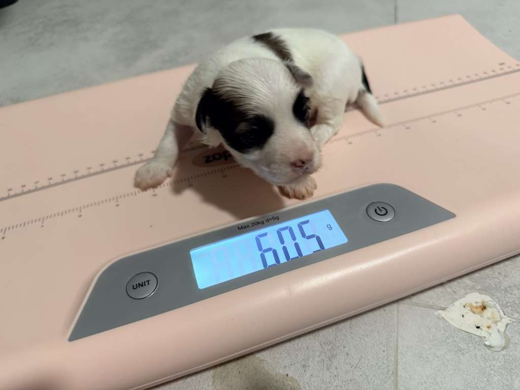 Batman The White Royal Cassovia