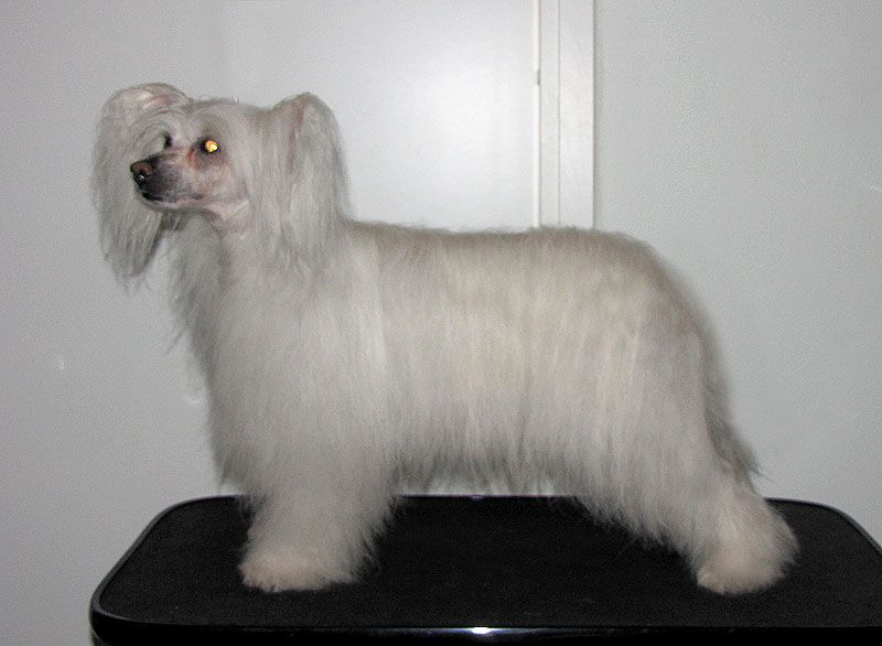 Stormblåstens Blizzard