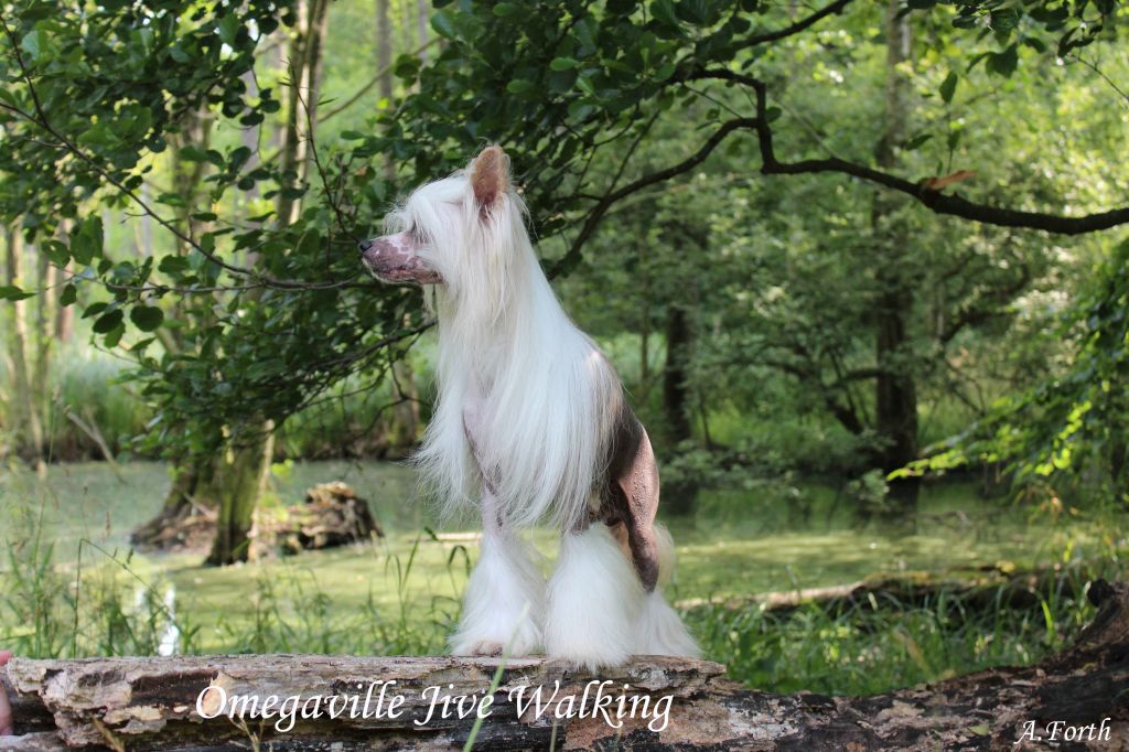 Omegaville Jive Walking