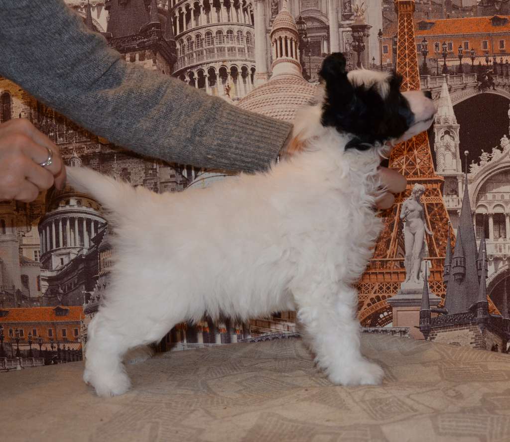 Leo Nardo Bonus Westtai