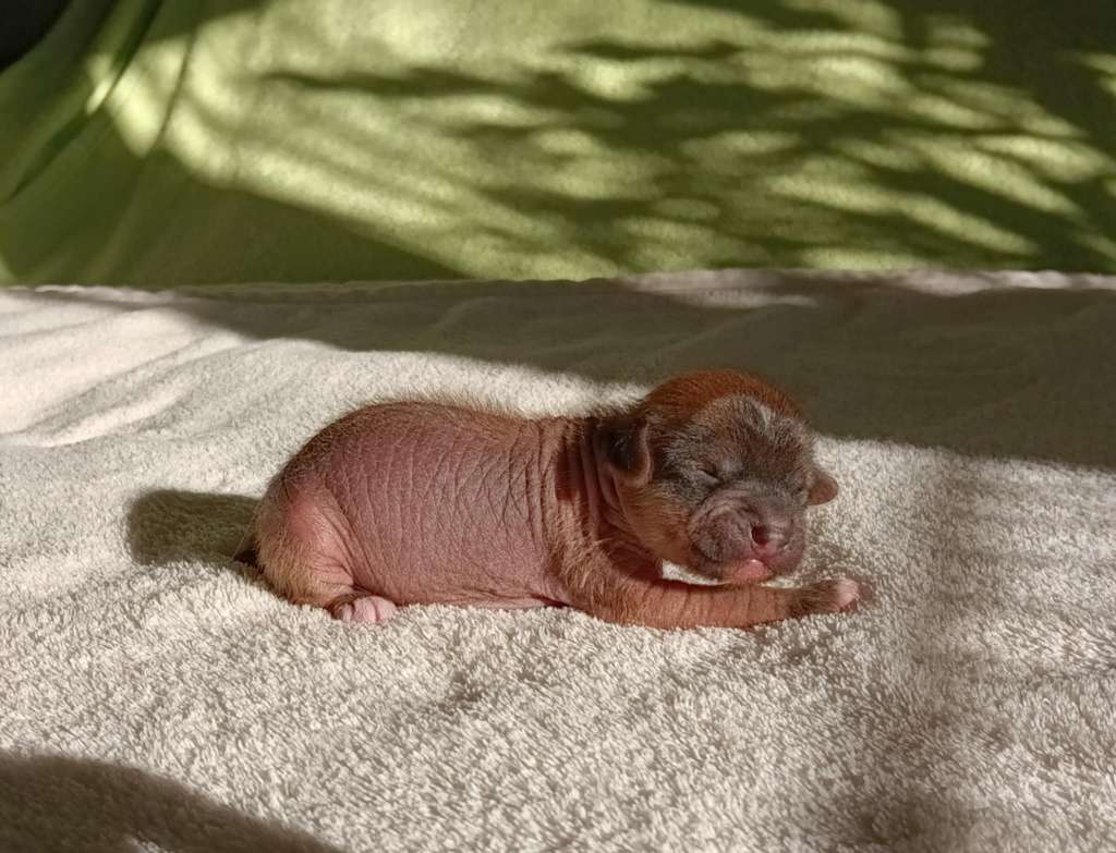 Fehérlófia Pán Péter