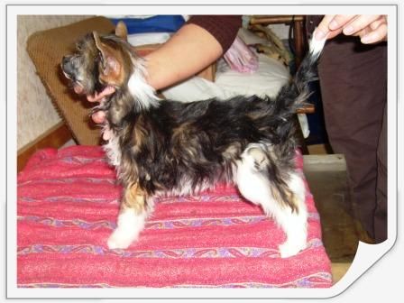 Rus Foreva Glan Meoni