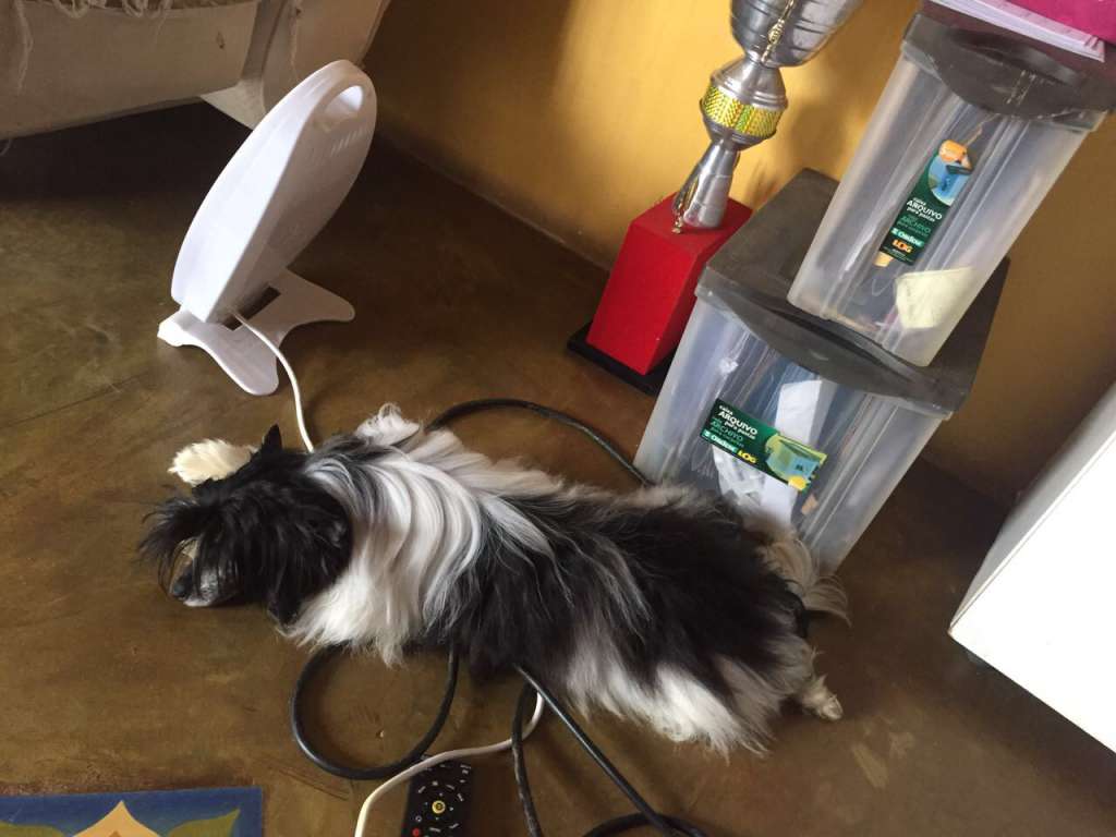 Pequin Mirrage King Dessert