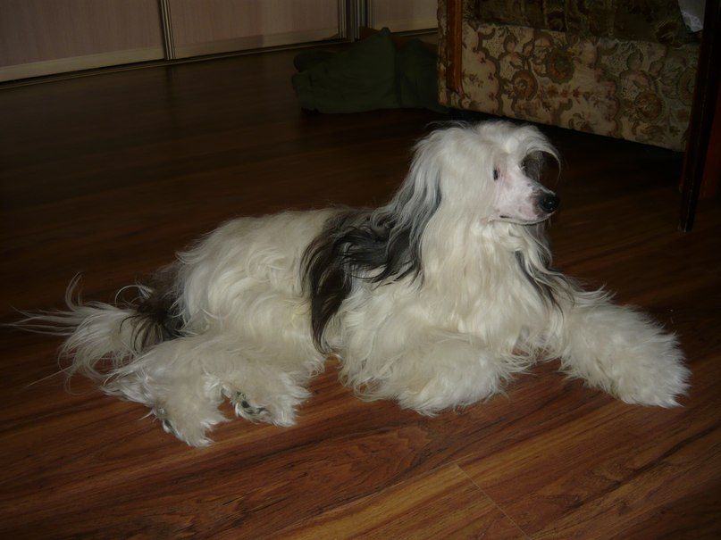 Karnelius Fresh Line