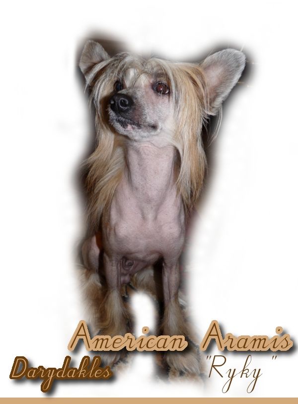 American Aramis Darydakles