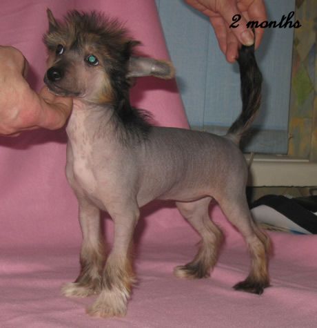 Vernisazh Mari Koko Shanel