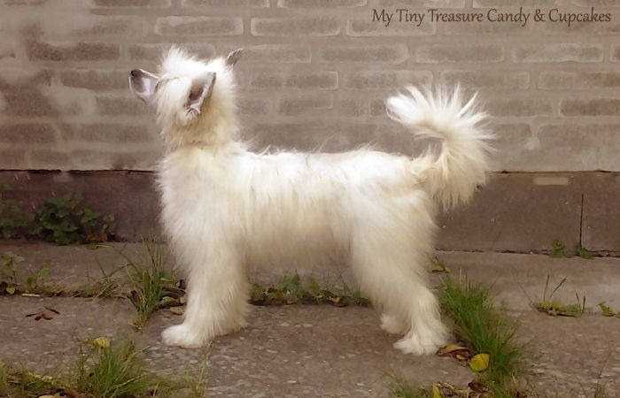 My Tiny Treasure Candy & Cupcakes