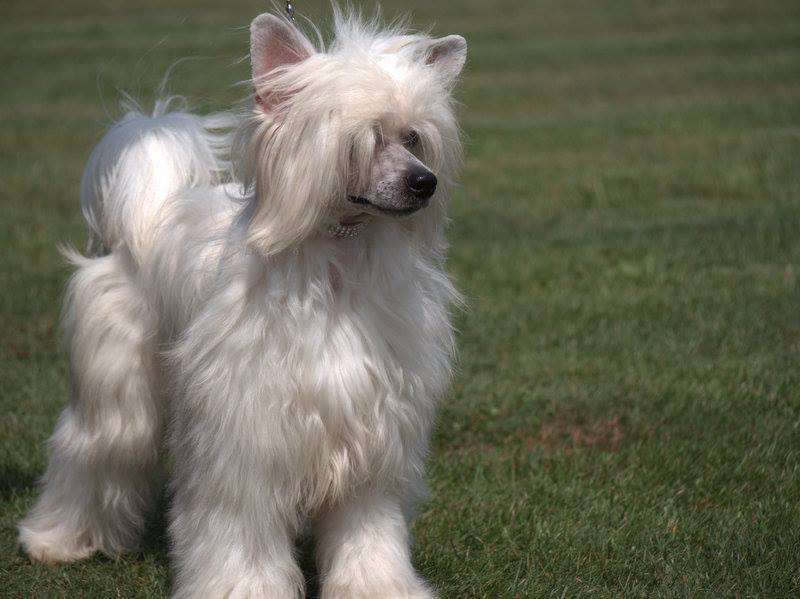 Quaily of the loving dolss