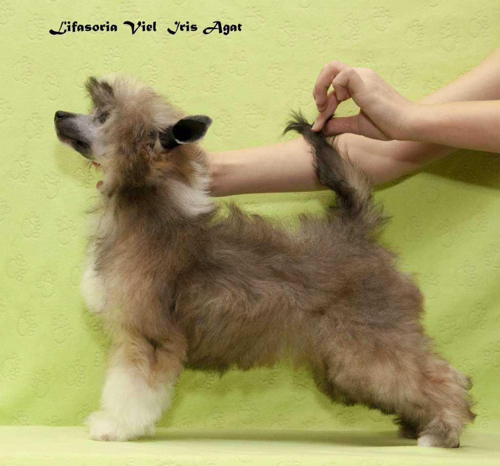 Lifasoria Viel Iris Agat