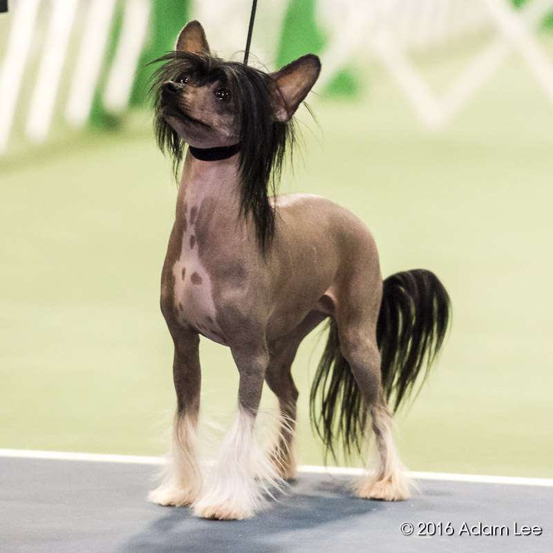 PNG Splashing in Puddles