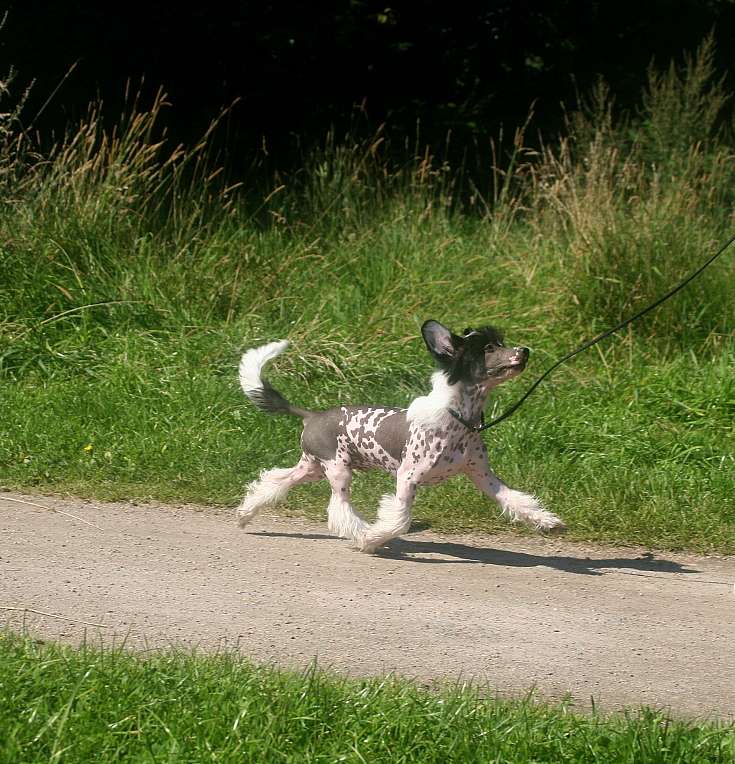 Edcullen's Glade Gaylord