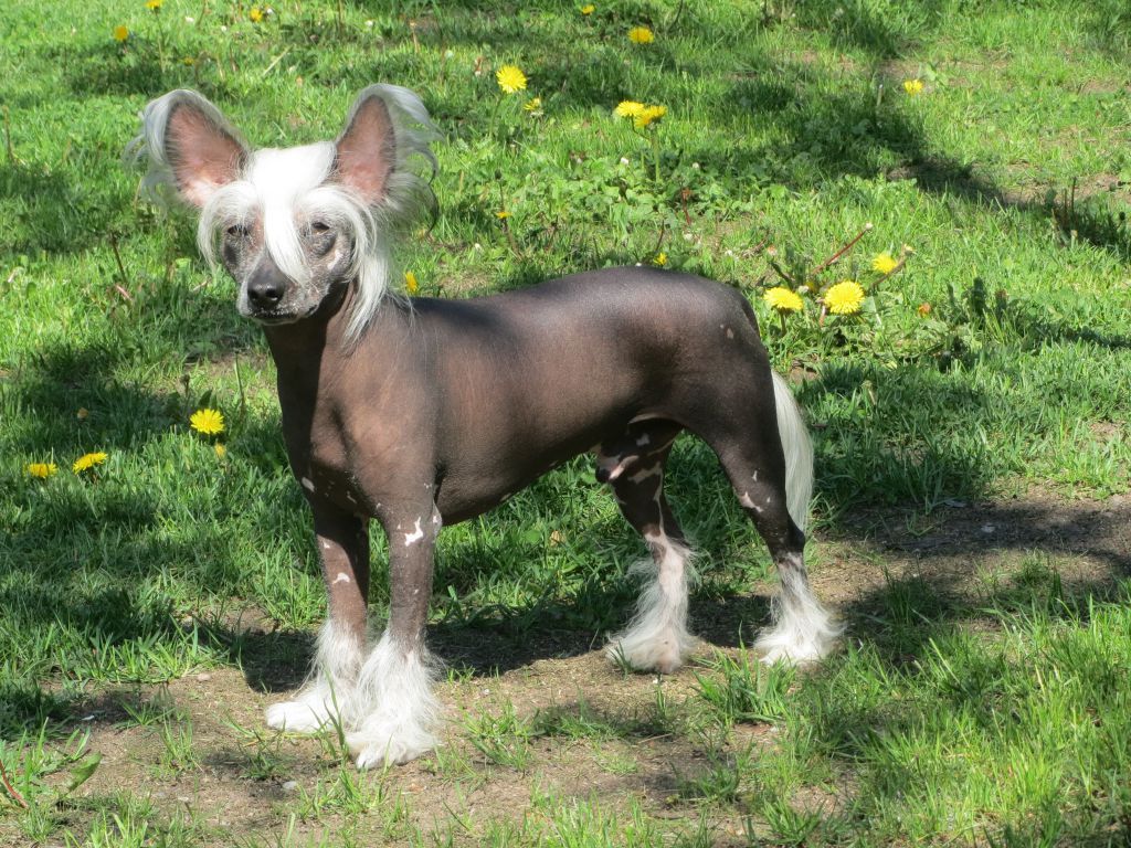 Namilon Ulvova Apassi