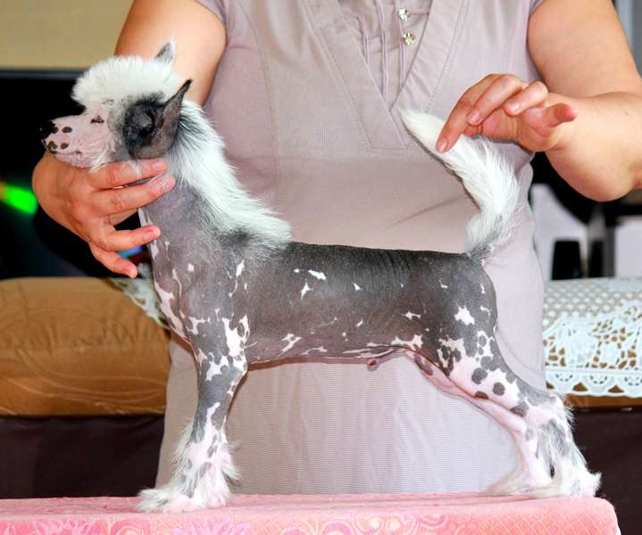 Tip-Top i Vse v  Azhure dlya  Liris