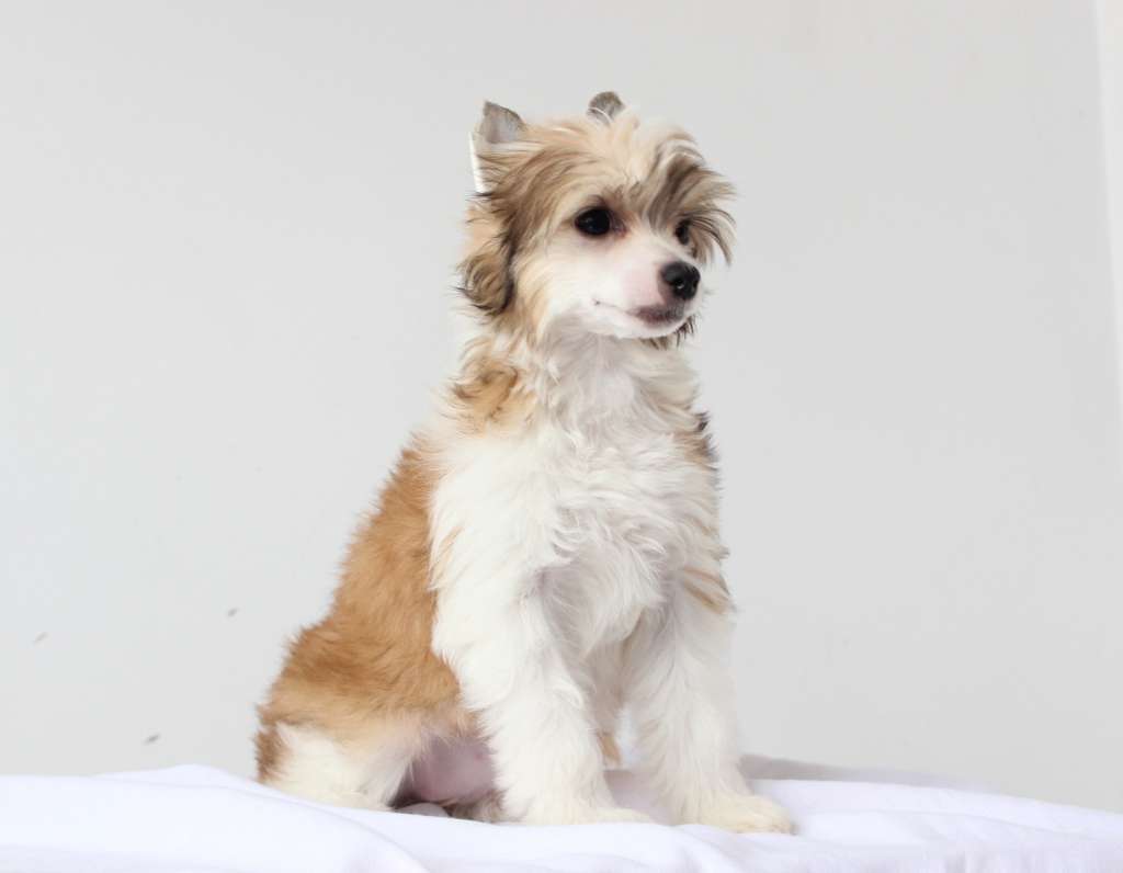 Pequin Mirrage Fairy Tale