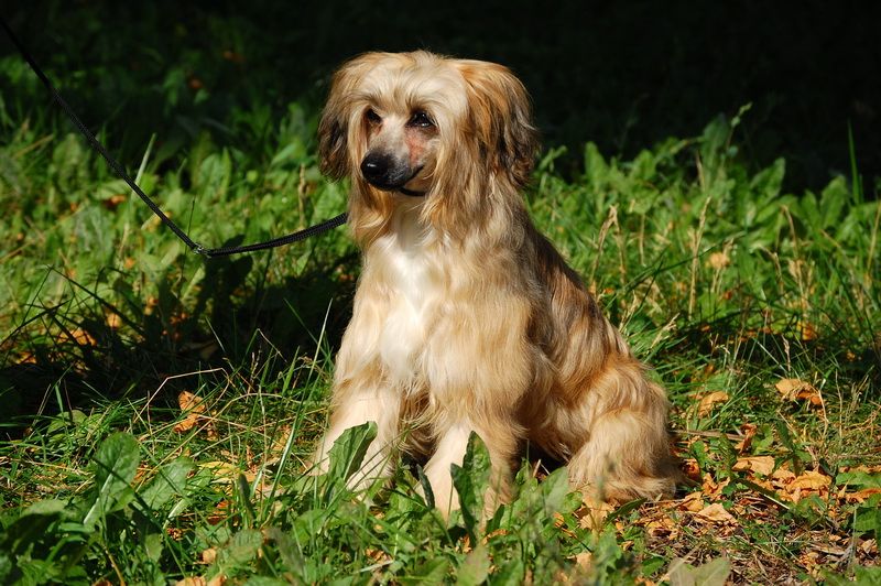 Karnelius Crystal Spring