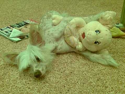 Rus Amigus Uragan Love