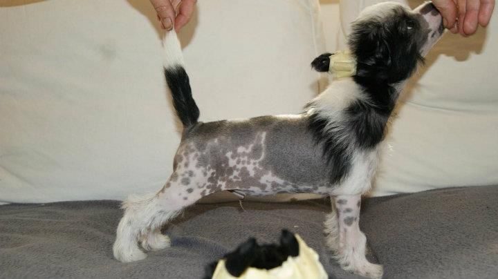 Atreju von Natelberg