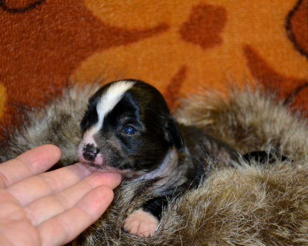 Feeriya Magic Zabava