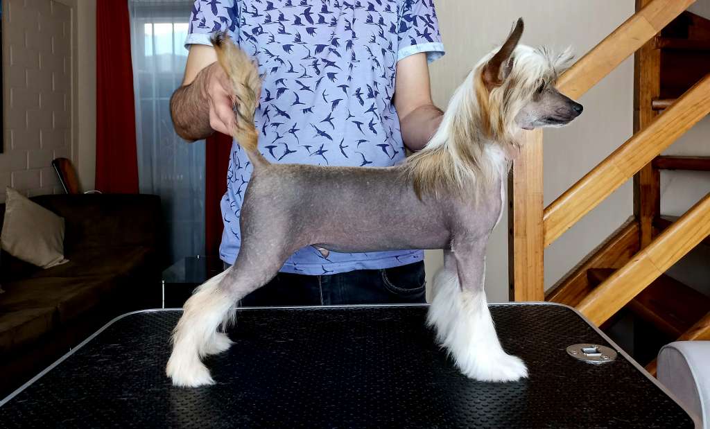 Pequin Mirrage Lapinus Vitas Volkien