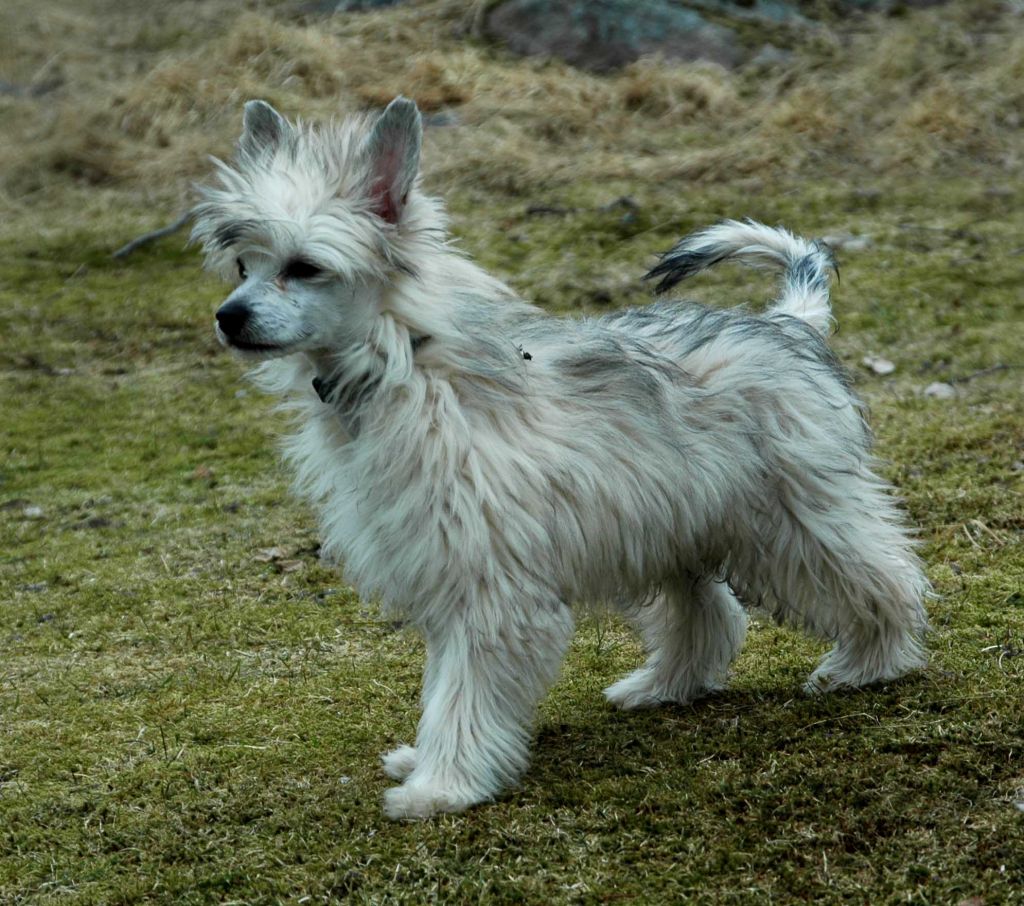 Rose Of Aiden Lucky Dice