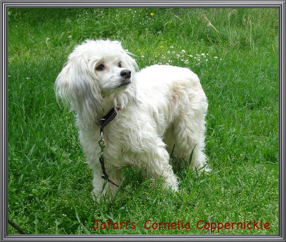 Jafari's Cornelia CopperNickle