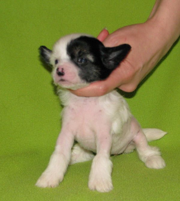 Dogland Happy Portugalia