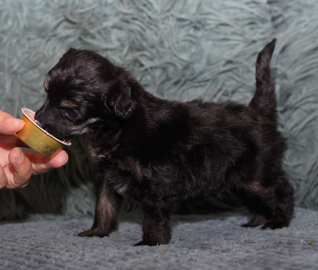 Artic Flyer's Alohomora