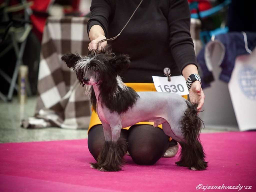 Diesel Chinese Dynasty Family