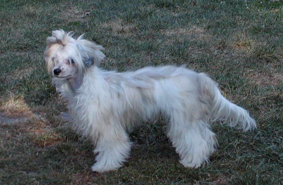 Moonlilys Cinnamon Cookie