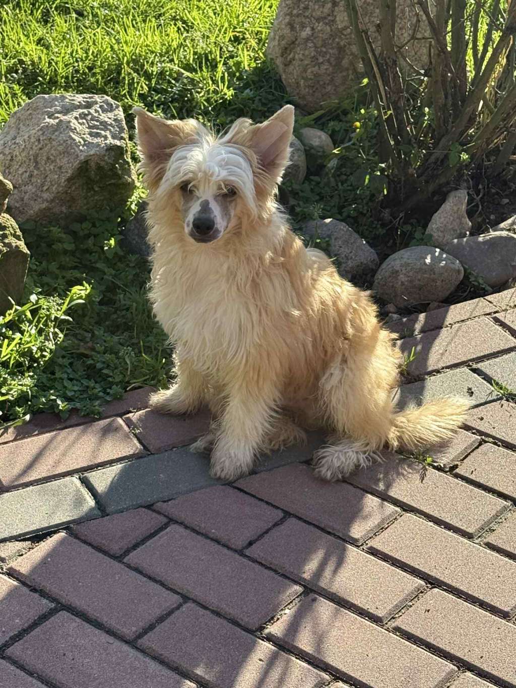 Kefir Kings of Dreams