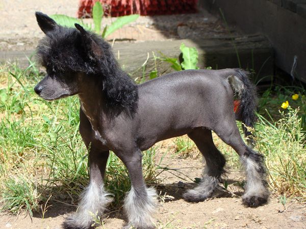 Amazing Friend's Black China Doll