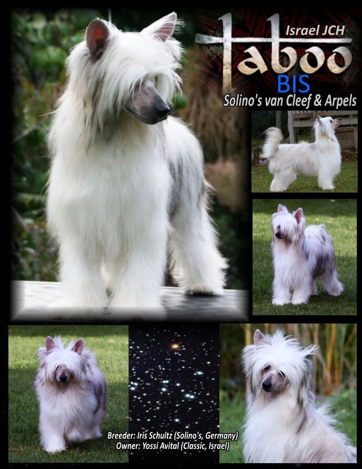 Solino's van Cleef & Arpels