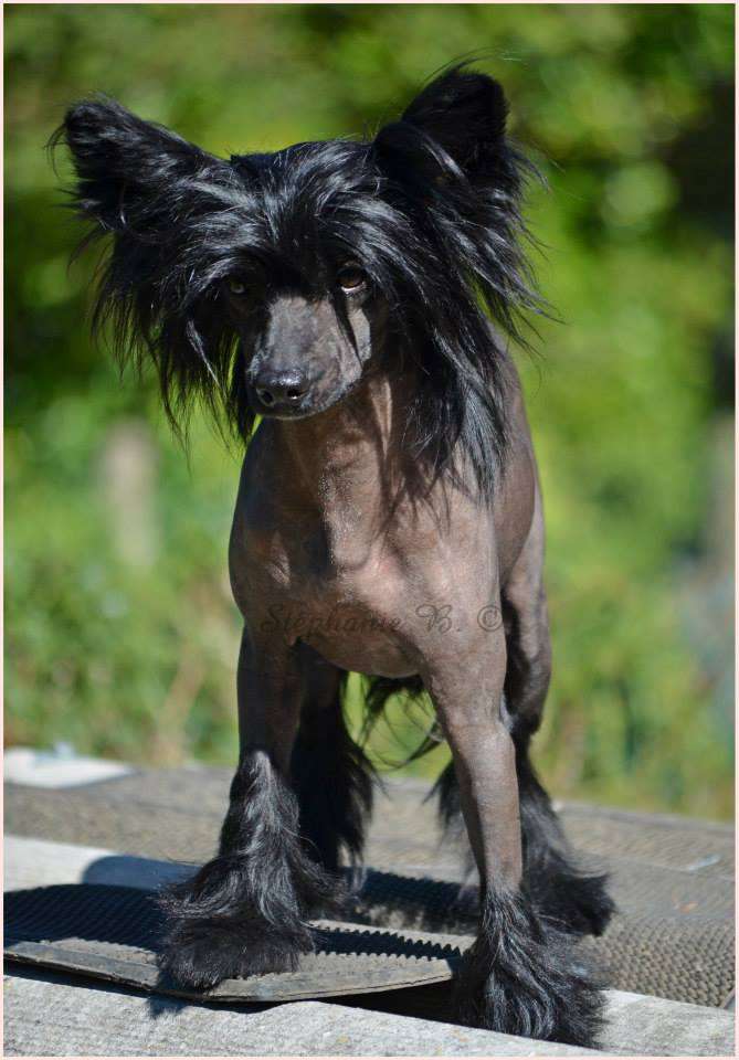 Taï Mandchou's Hells Angel