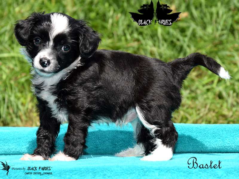 Bastet from *Black Fairies*