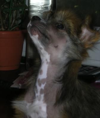 Sapfir iz Tsarskogo Sela Benita Irbis