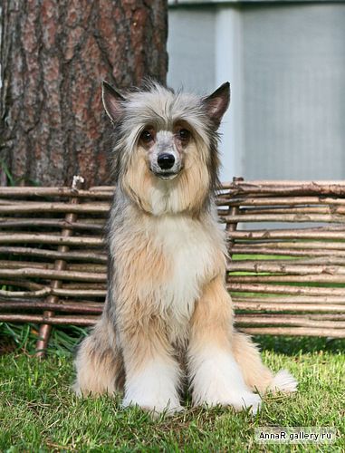 Dogland Happy Bolivia