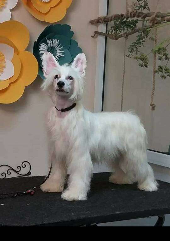 Miniatura Club Parlina