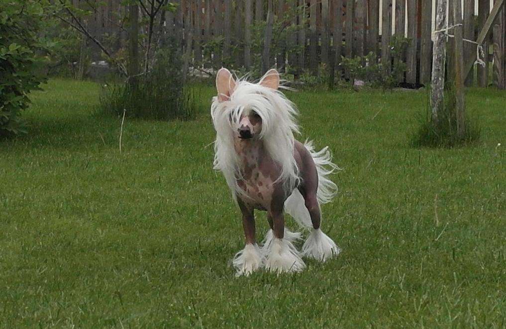 Mano Ponis Imprezija