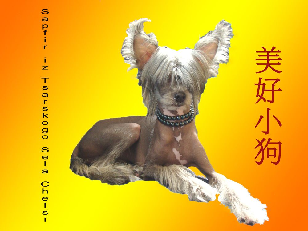 Sapfir iz Tsarskogo Sela Chelsi