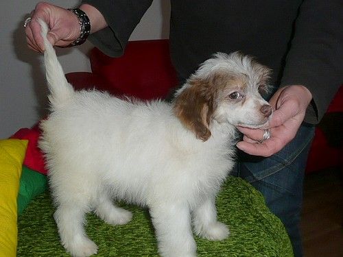 Imperio Frenk Eve-Bler