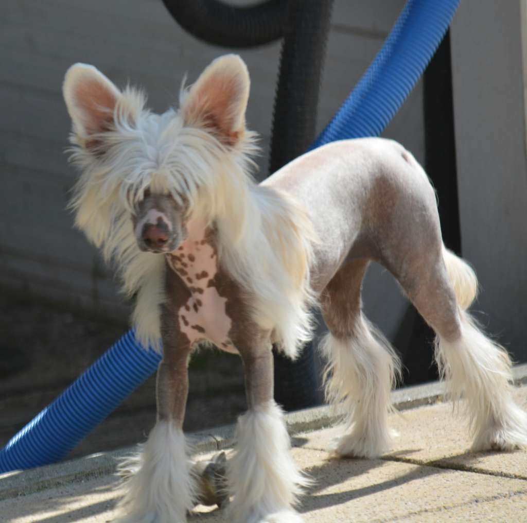 Celindra von Panaluna