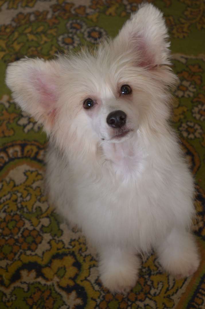 Ognenny Lotos Viv'en  Li