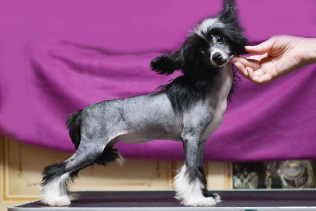 Vellar Pljus Yankhelitta Grafinya de Monsoro