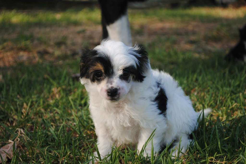 Chinacrest dnthatemecosuaintme