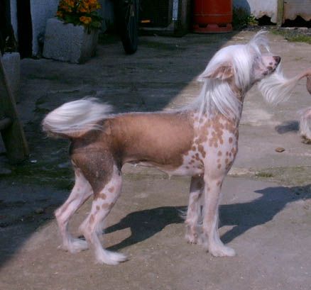 Yorcrechi's Tears Of An Angel