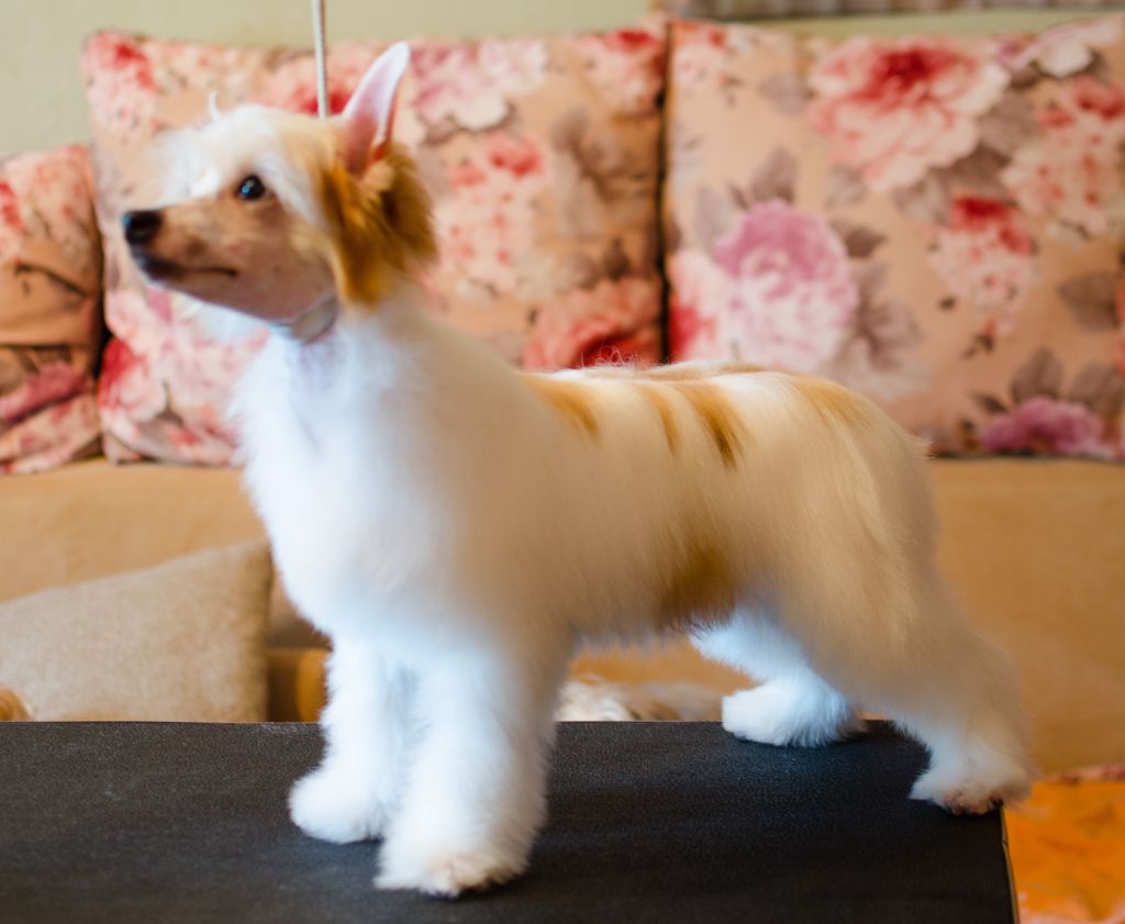 Anna Sky Kennel  DJ World